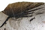 Fossil Palm and Fish Mural - Insect Predation On Palm! #380234-2